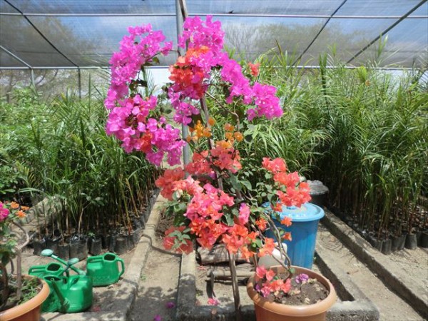 接ぎ木の技術 : 世界と地域を結ぶCDICのブログ