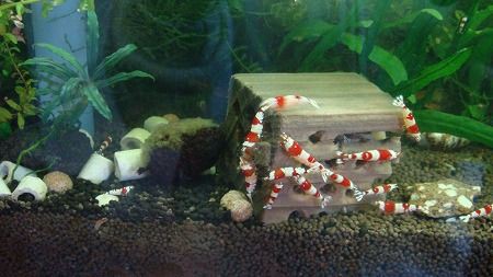 我が家の水槽 Ce Manbouのブログ