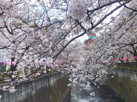 中目黒の桜とイタリアンbar Link セブのダイビング日記