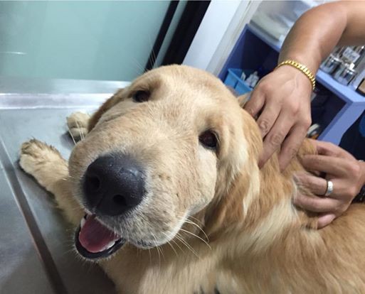 顔が腫れたゴールデンレトリーバー 犬といぬ