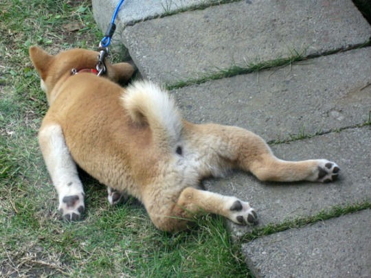 散歩中 もう動きたくないよ 犬といぬ