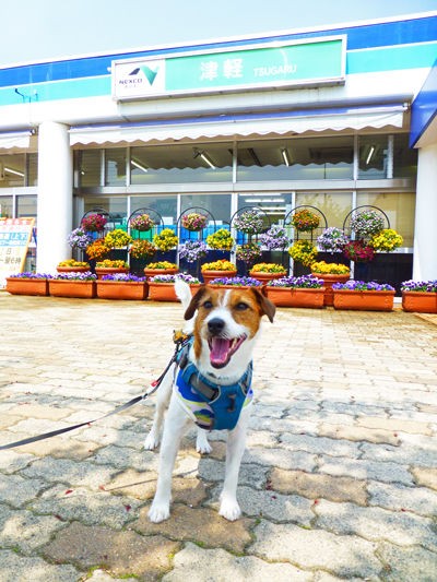 旅路 の生ウニ丼 リターンズ 犬連れ津軽ドライブ Cheerful Cervino