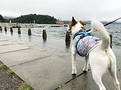 犬と箱根ドライブ 芦ノ湖でランチ Cheerful Cervino