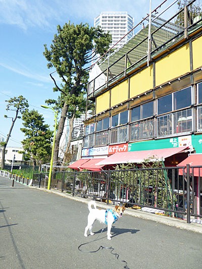 続 二子玉散歩 犬連れセルフフレンチ Cheerful Cervino 続 二子玉散歩 犬連れセルフフレンチ Cheerful Cervino