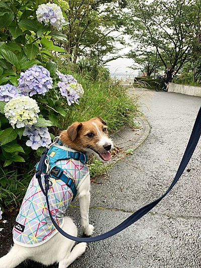 犬と箱根ドライブ 芦ノ湖でランチ Cheerful Cervino