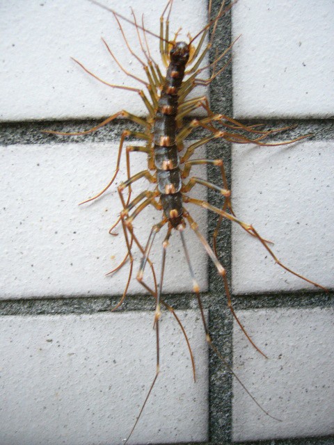 蚰蜒は益虫 シーエフネッツｐｍブログ