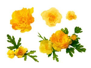 フリー素材 植物 Pixiv講座リンク集 フリー素材 植物 Pixiv講座リンク集