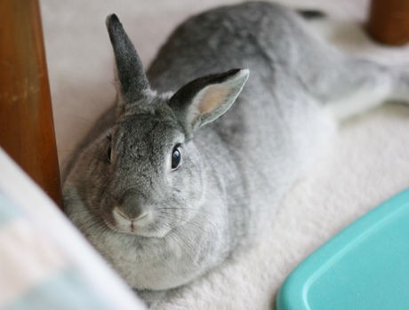 コロン ポポのところへ Garden便り