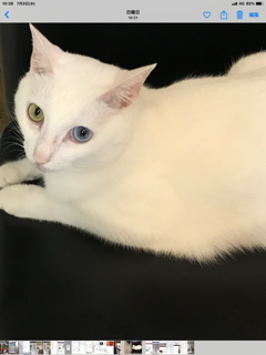 美しい白猫 そらちゃん : 神戸・地域ねこ西神のゆるーいお話だよん