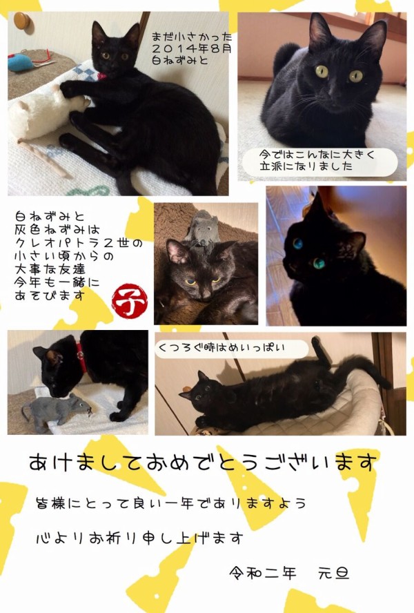 年賀 黒猫ちゃんです 神戸 地域ねこ西神のゆるーいお話だよん