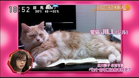 芸能人の猫 北川景子の愛猫 Jillちゃん画像集 にくきゅ ちゃんねる