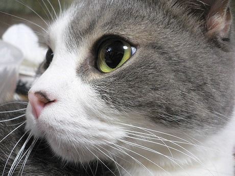 猫のヒゲにまつわるトリビア もし切ってしまったら大変な事態に にくきゅ ちゃんねる 猫のヒゲにまつわるトリビア もし切ってしまったら大変な事態に にくきゅ ちゃんねる
