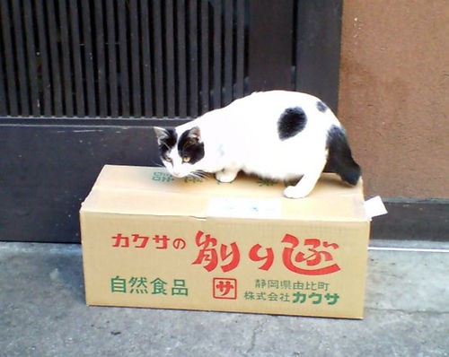 猫に鰹節 はng 獣医が教える 犬猫に与えてはいけない人間の食べ物 にくきゅ ちゃんねる