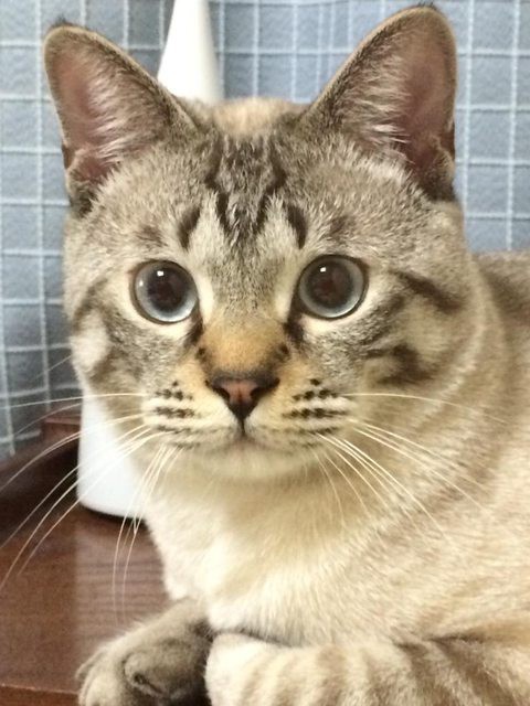 うちの猫がイケメン過ぎてムカつく にくきゅ ちゃんねる