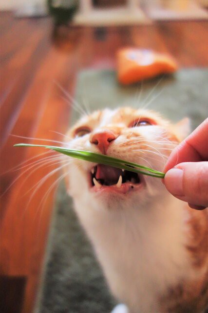 猫草を食べるのが下手な猫 ねこの名前はちゃー子