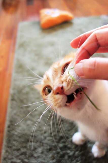 猫草を食べるのが下手な猫 ねこの名前はちゃー子