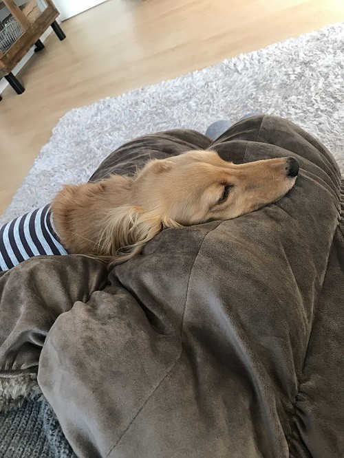 ひとも犬もダメになる 至福のクッションが最強な件 Chairs And インテリアコーディネーター的ｄｉｙと暮らしのブログ Powered By ライブドアブログ