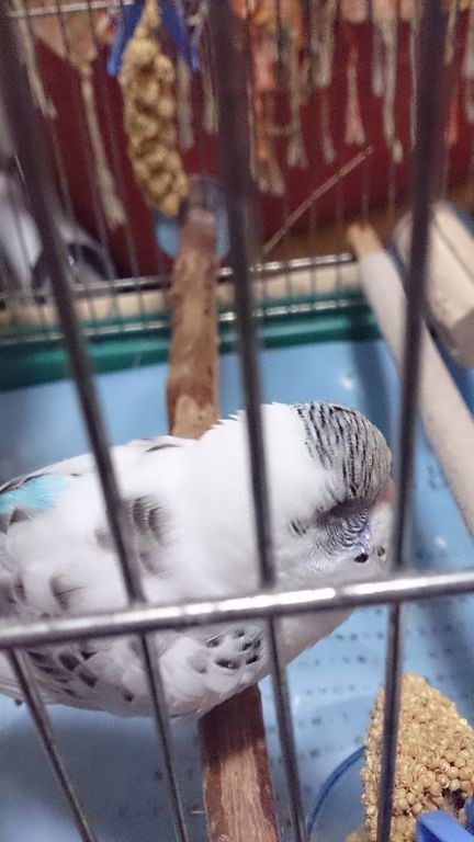 腎臓肝臓精巣の悪いセキセイインコちゃんのために その1 ちゃきんとん