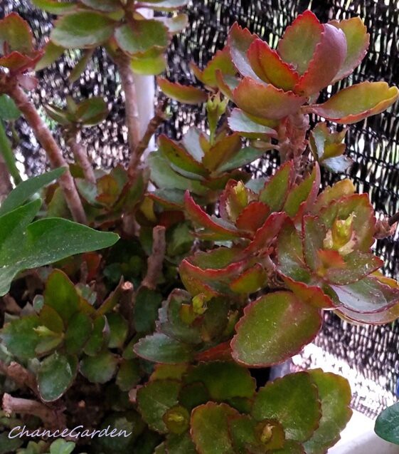 🌱 12月の”カランコエ”花芽が生長し始めました💖＠短日植物