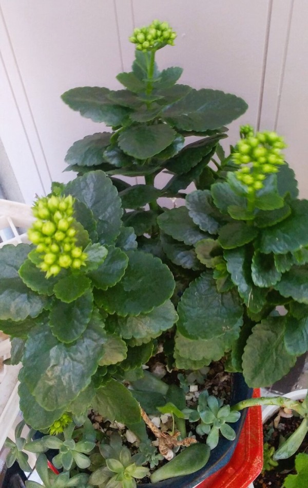 🌱 12月の”カランコエ”花芽が生長し始めました💖＠短日植物