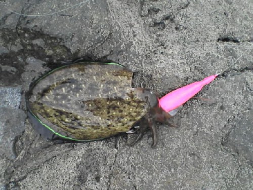 秋の秘技 ちゃんまんパラダイス