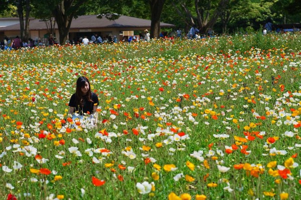 国営昭和記念公園のポピー２０１６ 速報版 ちゃっぷの温泉 ハイキングブログ