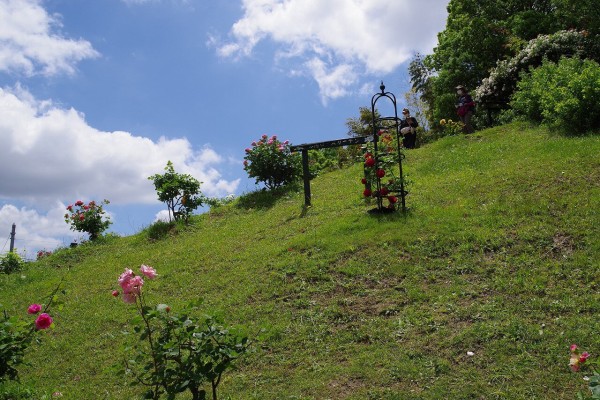 荏子田太陽ローズガーデン22春 詳細版 ちゃっぷの温泉 ハイキングブログ