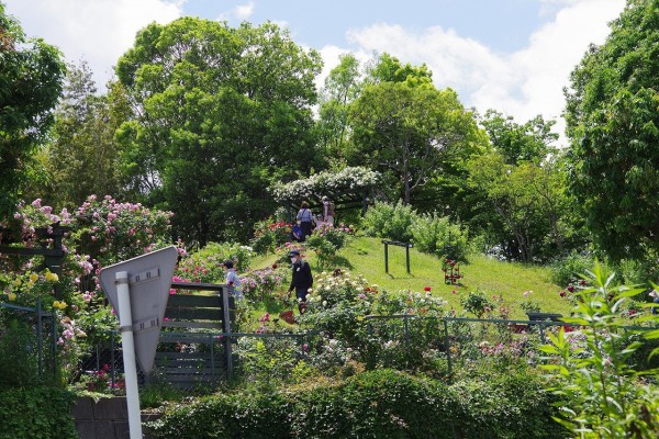 荏子田太陽ローズガーデン22春 詳細版 ちゃっぷの温泉 ハイキングブログ