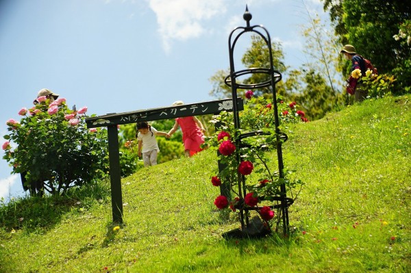 荏子田太陽ローズガーデン22春 詳細版 ちゃっぷの温泉 ハイキングブログ