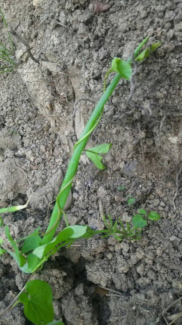 家庭菜園の雑草 ツルがまきつく 地下茎がひどい Ekの庭 一石何鳥 ダイエットおじさんekの挑戦