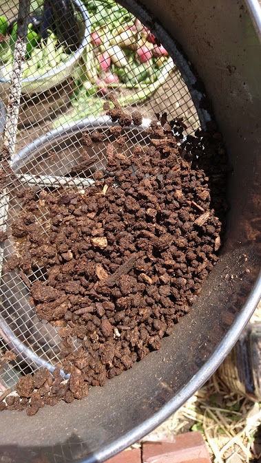 クワガタ幼虫の糞は肥料として利用できるのか Ekの庭 一石何鳥 ダイエットおじさんekの挑戦