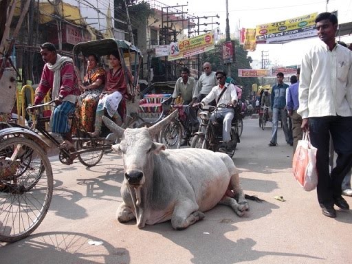 インドで牛肉食べたと噂されたイスラム教徒の男性が 牛を神聖な存在とするヒンズー教徒から集団リンチ受け死亡 地 球 情 報 局