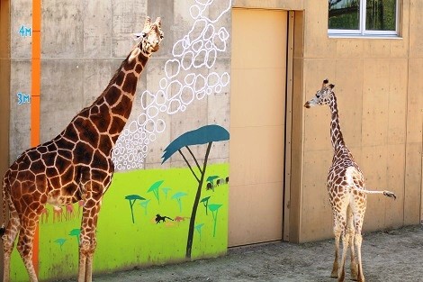 旭山動物園のキリンペア 猫と陽だまり