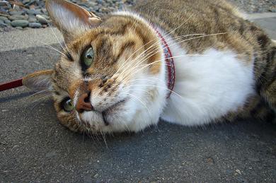 デブ猫 ココ君の日記 番外編 猫と陽だまり