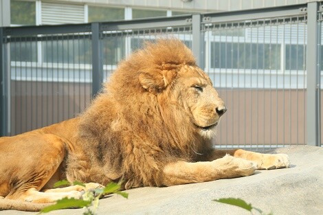 円山動物園日記 猫と陽だまり