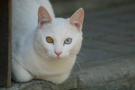 オッドアイ ライオン通信 猫と陽だまり