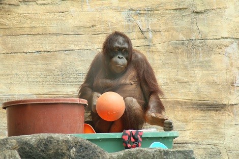 多摩動物公園のオランウータンたち 猫と陽だまり