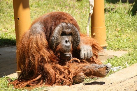 多摩動物園日記その２ 猫と陽だまり