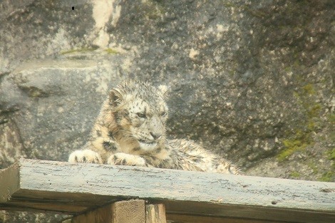 多摩動物公園のユキヒョウ 猫と陽だまり