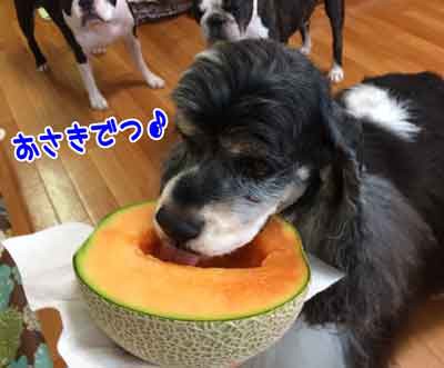 Dog Cafe Goods Woof Furutto Ricco 岐阜市 Checkpoint Diary