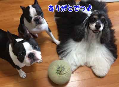 Dog Cafe Goods Woof Furutto Ricco 岐阜市 Checkpoint Diary