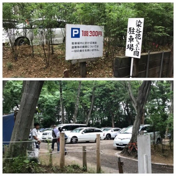 犬連れて 染谷しょうぶ園 花菖蒲が見頃 シェビーズのブログ