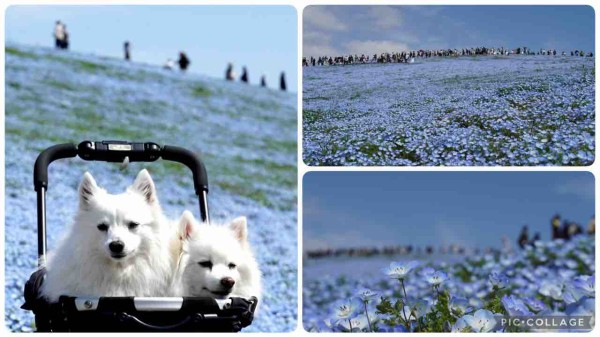 犬連れて ひたち海浜公園 ネモフィラ シェビーズのブログ