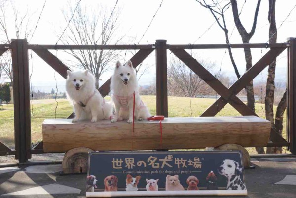 犬連れて 世界の名犬牧場 シェビーズのブログ