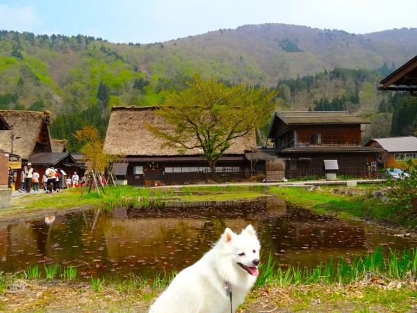 犬連れ旅行 白川郷 シェビーズのブログ 犬連れ旅行 白川郷 シェビーズのブログ