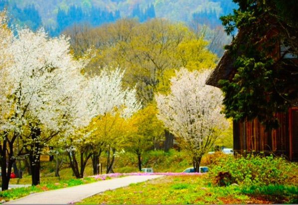 犬連れ旅行 白川郷 シェビーズのブログ 犬連れ旅行 白川郷 シェビーズのブログ
