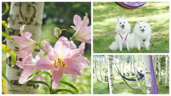 犬連れて ハンターマウンテンゆりパーク 塩原 シェビーズのブログ