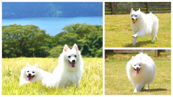 犬連れて 箱根旅行 富士芦ノ湖パノラマパーク 箱根神社 ラテラッツァ芦ノ湖 星の王子さまミュージアム ガラスの森美術館 シェビーズのブログ