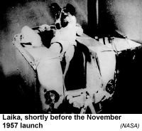 宇宙に散った犬の話 姐 三代目チビ