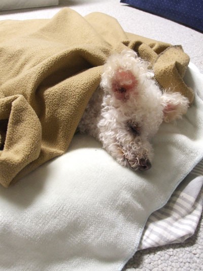 老犬介護で悲しい時 カリフォルニアのばあさんブログ Powered By ライブドアブログ